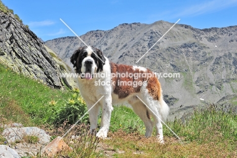 Saint Bernard in Swiss Alps (near St, Bernard Pass)