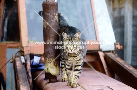 tabby cat walking on a tractor