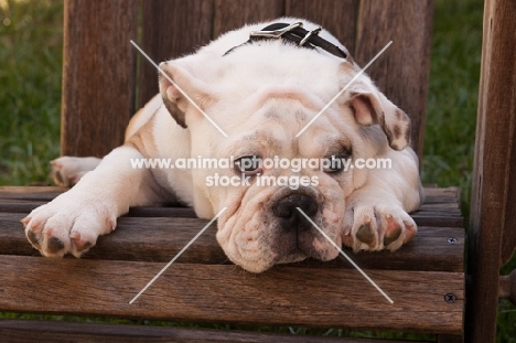 Bulldog resting
