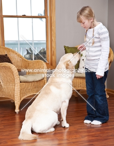 Labrador listening to girl