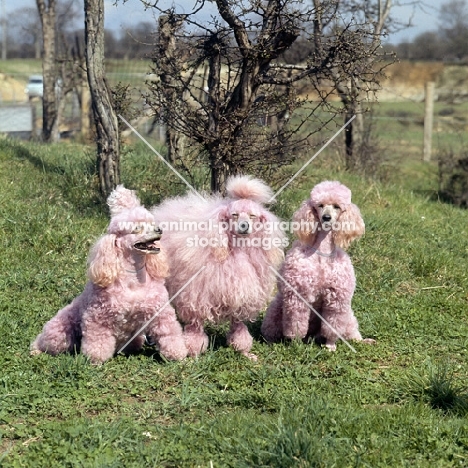 three miniature poodles dyed pink for a film, movie
