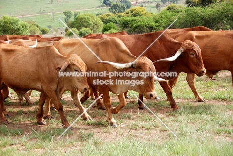 Afrikaner cattle walking in field