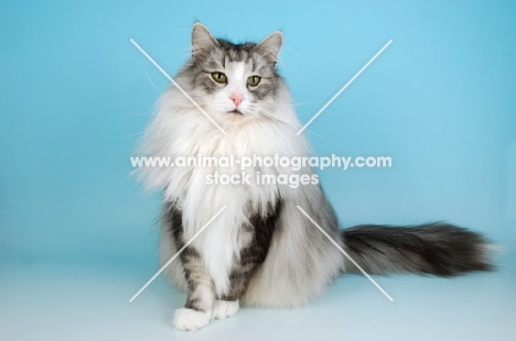 fluffy blue silver and white Norwegian Forest cat, sitting down