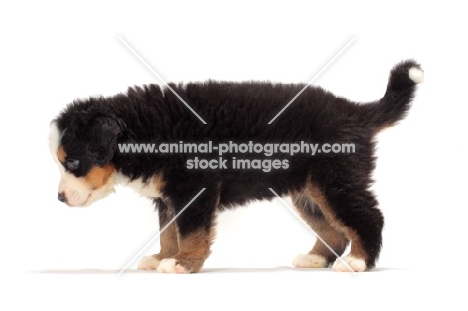 bernese Mountain dog puppy standing on hite background, side view