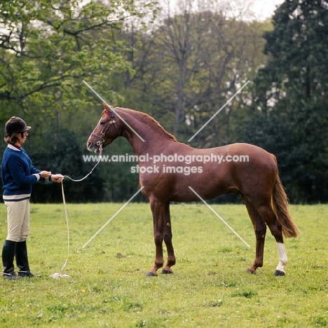 owner jennie loriston-clarke with riding pony
