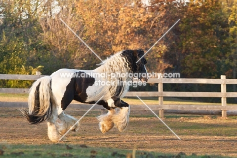 Gypsy Vanner running in field