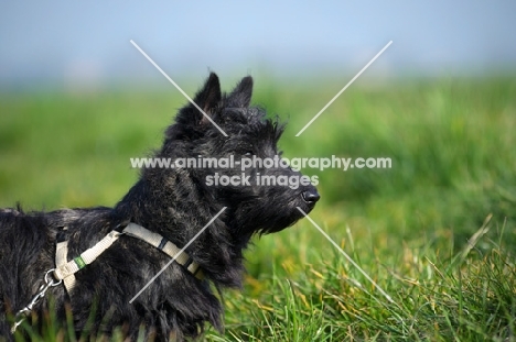 Scottish Terrier puppy in a field