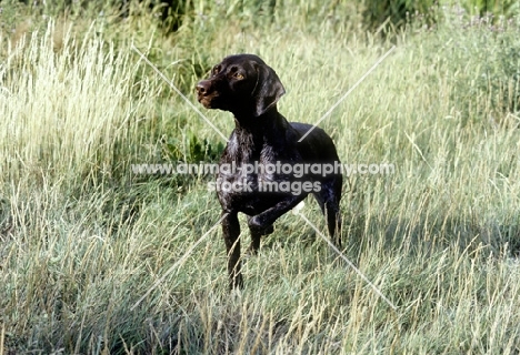 german shorthaired pointer sh ch hillanhi laith, looking alert