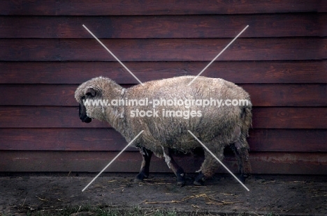 Clun Forest sheep near stable