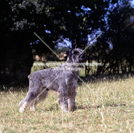 giant schnauzer standing on grass