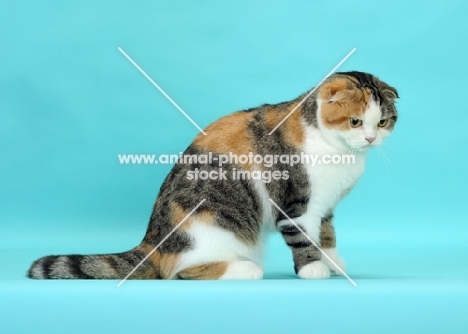 Brown Mackerel Torbie & White Scottish Fold cat looking down