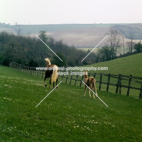 palomino mare and chestnut foal