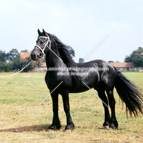 "wybren", stallion stud-book no236. Friesian stallion in Holland