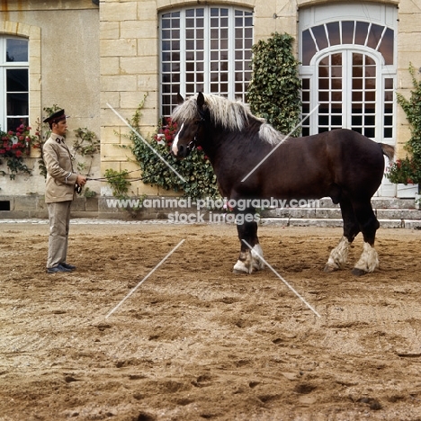 full body shot of Breton standing with handler