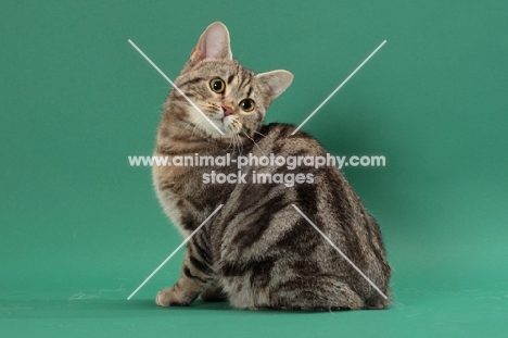 Silver Classic Tabby Manx cat, back view