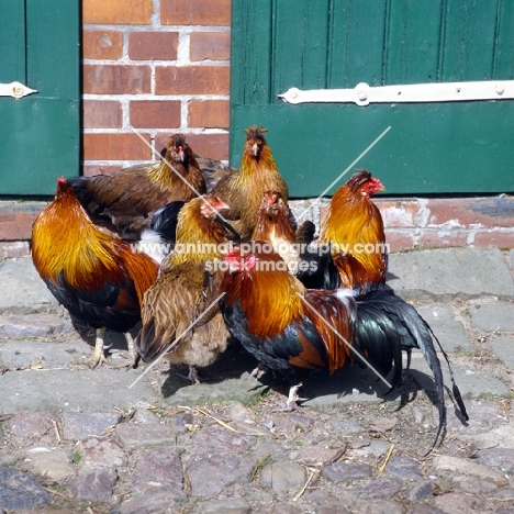 chickens outside stable