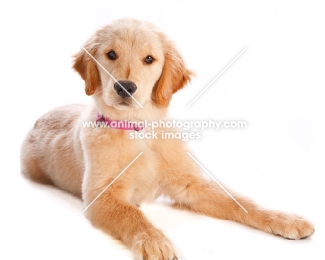 young golden retriever on white background