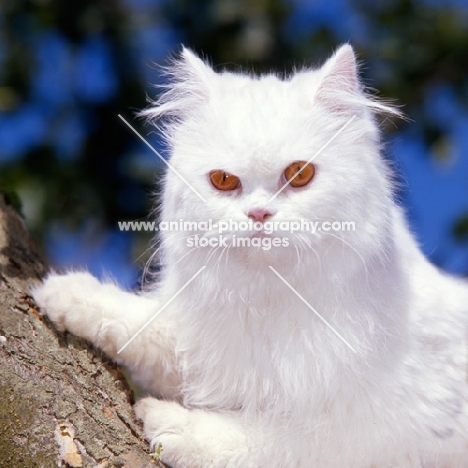 orange eyed white cat up a tree looking out
