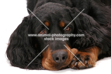 tired Gordon Setter, (Australian Champion Rokeena Eliza Bennet Fdx Jd)