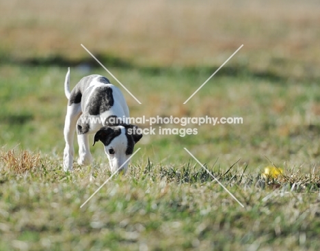small Whippet puppy sniffing grass
