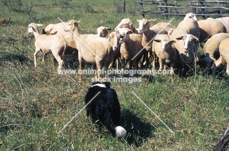border collie working on tuscany farm