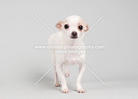 Fawn and white chihuahua standing on grey studio background, with ears down.