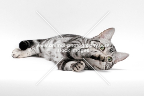 American Shorthair, lying down on white background, reaching over