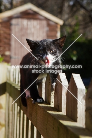 black and white kitten meowing on garden fence