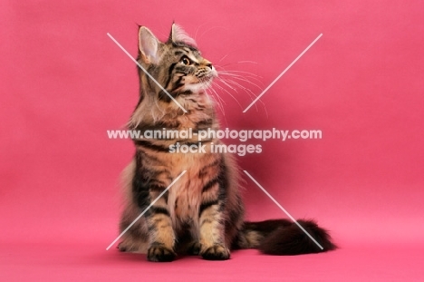 brown tabby Maine Coon on pink background, looking aside