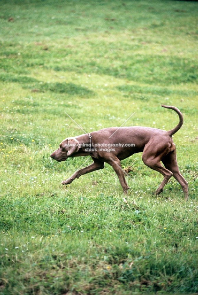 alert looking undocked weimaraner with high tail carriage