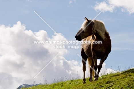 Haflinger on hillside