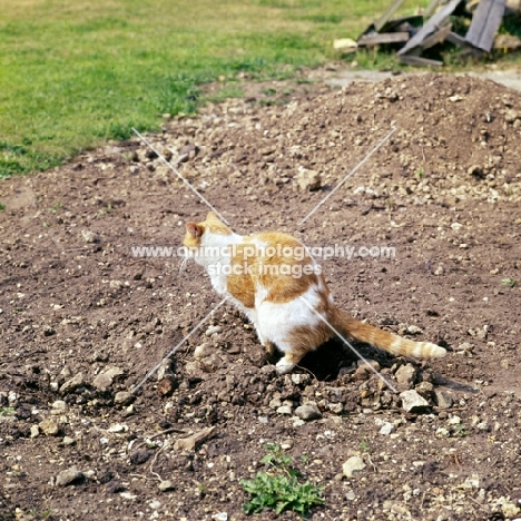 cat defecating on stony ground