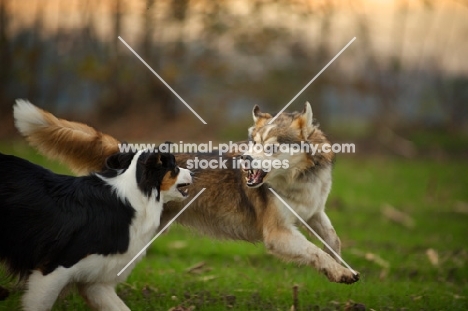 husky mix and black tri colour australian shepherd playing