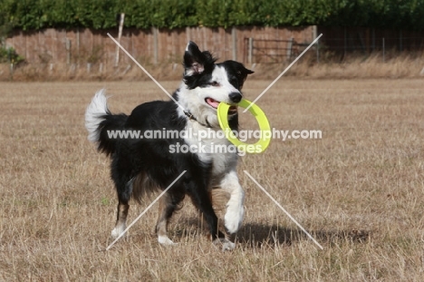 Border Collie with frisbee
