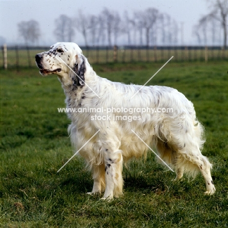 english setter, ch silbury soames of madavale, bis crufts, side view