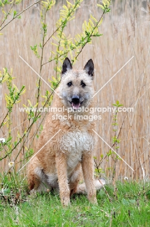 Laekenois (Belgian Shepherd)