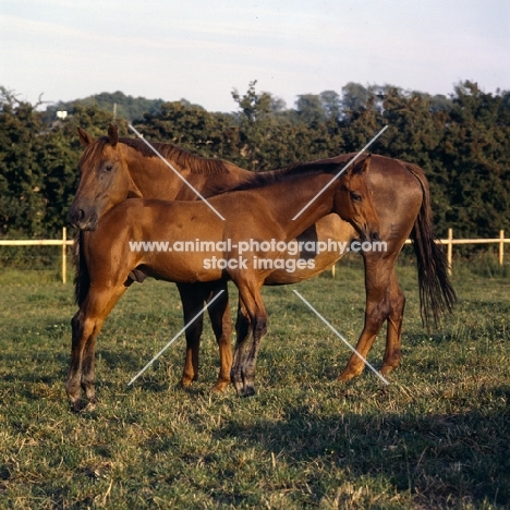 Danish Warmblood with foal in evening light