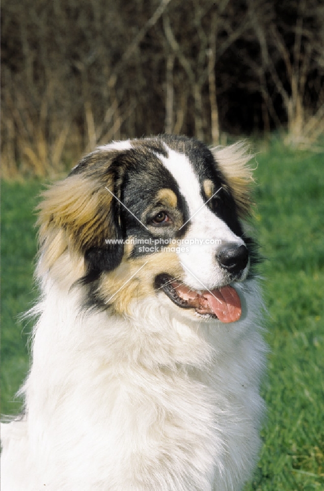 tornjak - croatian flock guarding breed