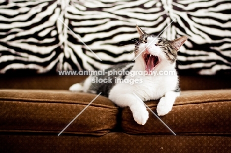 Cat laying on couch - yawning