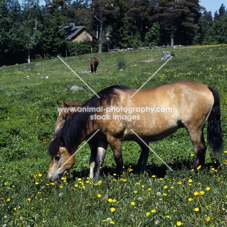 Finnish Horse with little foal