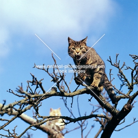 tabby cat  in a tree meowing