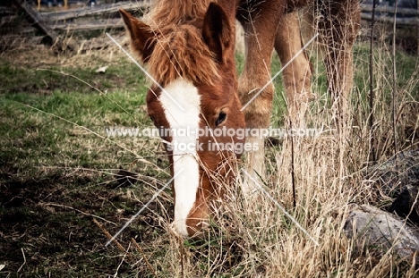 Belgian filly grazing