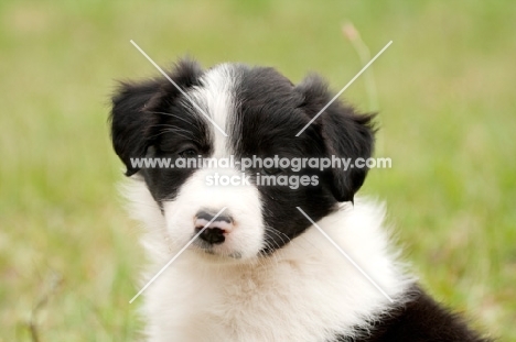 black and white Border Collie puppy