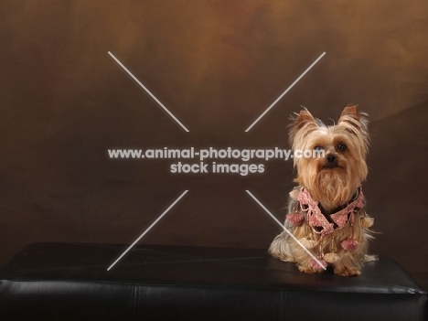 Yorkshire Terrier on brown background
