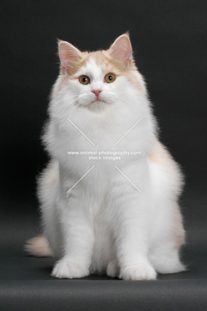 Cream and White Norwegian Forest cat, sitting down