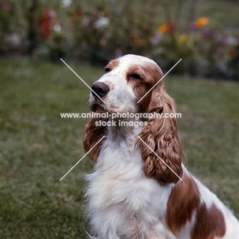 bradpark blondette, english cocker spaniel head and shoulder shot