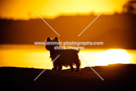 West Highland White Terrier in sunset