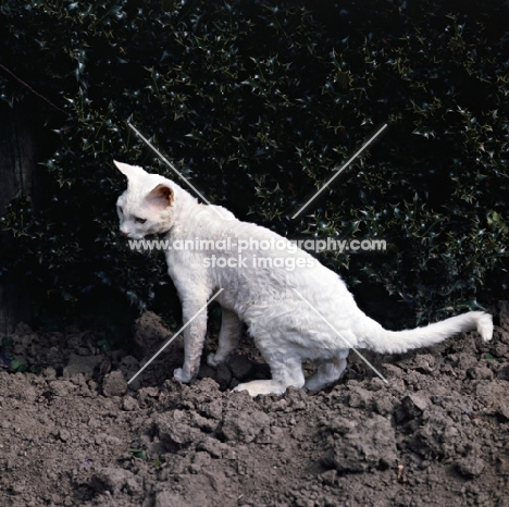 ch annelida icicle devon rex cat in a ploughed field