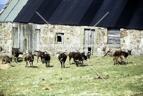 soay sheep on holy island, scotland