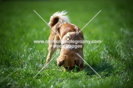 dog smelling in a field of grass